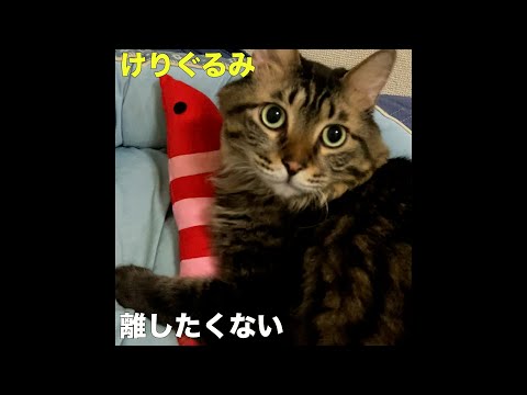 けりぐるみ大好き猫