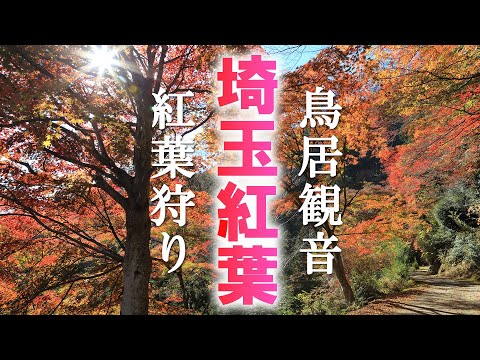 飯能鳥居観音の紅葉散策/名栗の集落と白雲山を歩く/埼玉観光旅行vlog