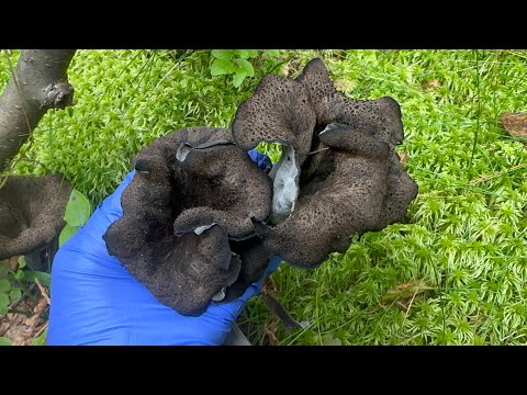 ไฮไลท์2024  เห็ดแตรดำ (Craterellus cornucopioides)  Svart trumpetsvamp🇸🇪 Black trumpet,