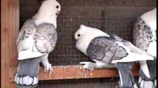 Satinette Pigeons