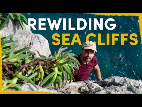 Our Bizarre Approach to Rewilding Sea Cliffs