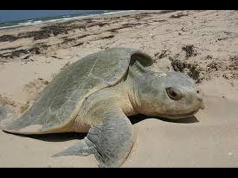 Sea Turtles Documentary HD - Documentary Life Tortoises Ocean