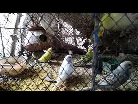 Cute Australian parrots are chirping||Australian toty