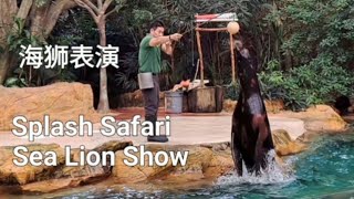 Singapore Zoo-Splash Saferi Sea Lion Show/新加坡动物园-海狮表演#singaporezoo#SplashSafariSeaLionShow#SeaLion