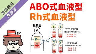 ABO血液型とRh血液型をイラストで解説