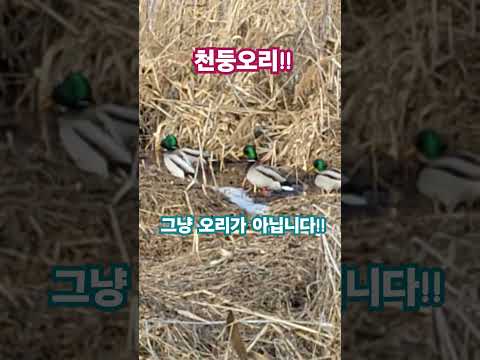 그냥 오리가 아닌!?#대박 #청둥오리 #오리키우기 #반려오리 #duck #오리부화 #babyduck #사랑 #은혜 #축복 #삶