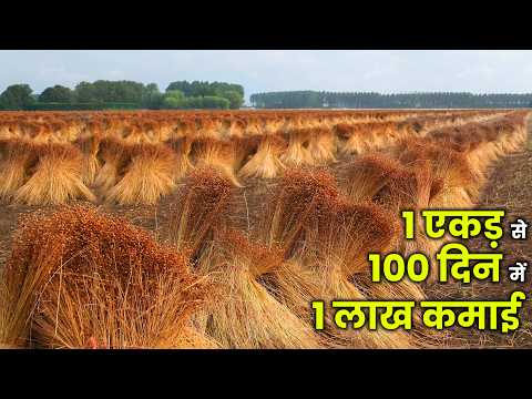 Flax seed farming india / ALSI अलसी की खेती