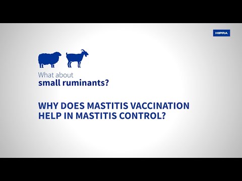 Why does mastitis vaccination help in mastitis control?