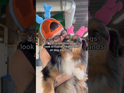 Let’s see how dogs look in Easter headbands at dog daycare! #dogdaycare #dogshorts #doglover