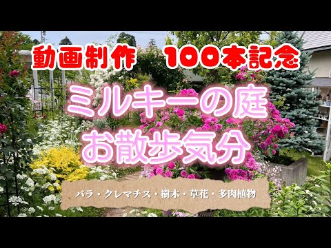 動画制作100本記念 ミルキーの庭お散歩気分💕