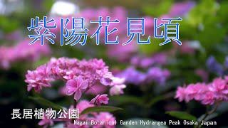 ハートの赤いあじさいを見つけた！　長居植物公園　紫陽花見頃　2023　大阪市東住吉区　Nagai Botanical Garden Hydrangea Peak Osaka Japan