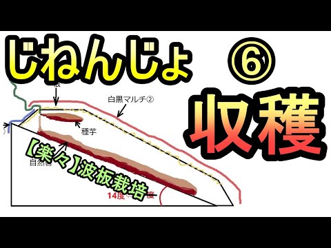 【楽々】波板で自然薯ななめ栽培 ⑥ 収穫  無農薬 半自給自足