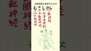 上眼窩裂を通過するものの語呂合わせ～20秒で国試対策～