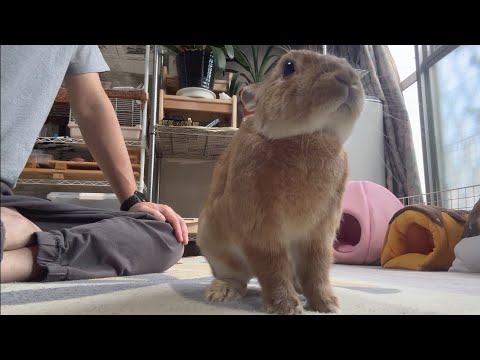 A rabbit turns its back to its owner, expecting to be petted (No. 1698)