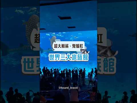 世界三大水族館！超美鯨鯊跟鬼蝠魟共游🫧沖繩必去景點 #沖繩美麗海水族館