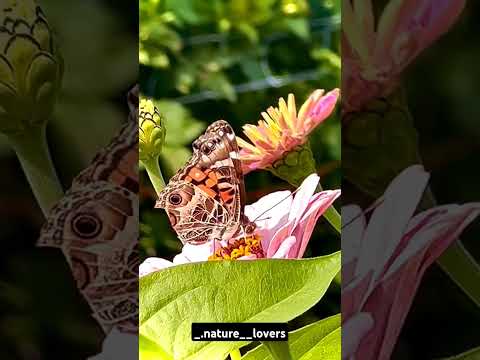 Beautiful butterfly 🦋❤️ #instagood #travel #reels #dahlias #butterflies #zinnias #beautifulnature