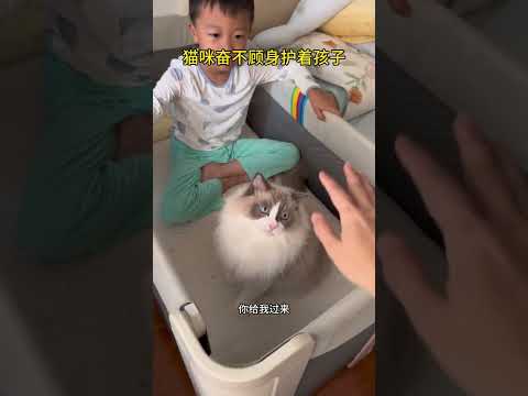 我家猫看到我打孩子它反应好真实，这不会把娃放成小猫崽了吧 #猫和孩子 #萌娃和萌宠 #人类幼崽