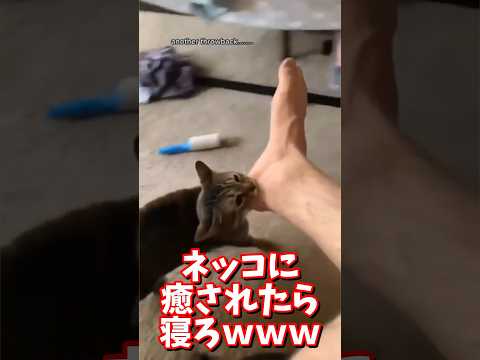 ネッコの動画で癒されたら寝ろｗｗｗ　#2ch #2chまとめ 動物スレ #2ch面白いスレ #動物 #犬 #猫 #癒やし #ねこ動画