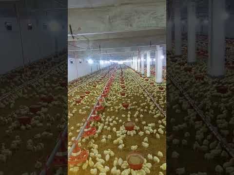 #poultryfarm  #murgifarm #henfarm #broilerchickenfarming  #chickenbusiness