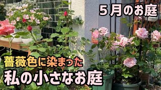 【ガーデニング】薔薇が満開に／初心者が育てる小さなお庭を紹介／我が家のrose garden