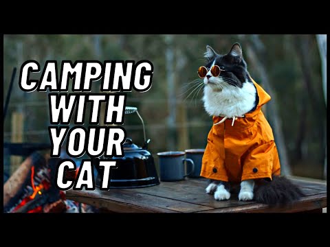 Ultimate Guide When Planning to Camp With Your Cat