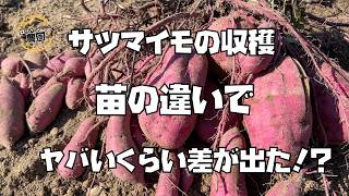 【さつまいも】収穫　つる苗とポット苗　比較動画【農家の家庭菜園】【サツマイモ】試しぼり