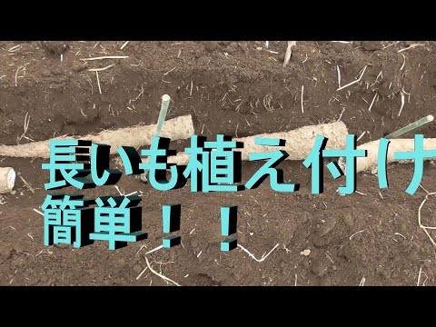 長いも植え付け