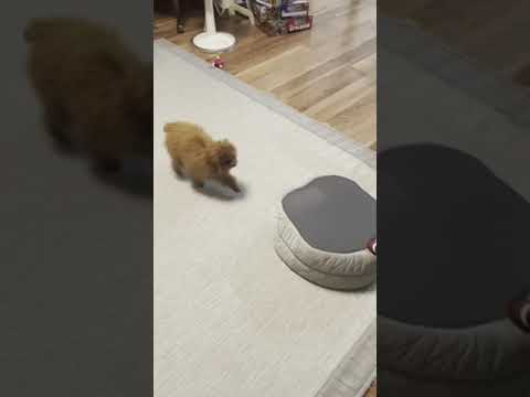 "I want to be a robot vacuum cleaner!" Cute puppy ♡ [Toy Poodle]