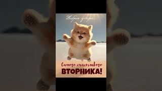 САМОГО СЧАСТЛИВОГО ВТОРНИКА ! ... #доброгоутра #chorts