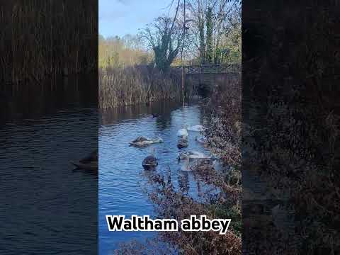 White swans in a stream Waltham abbey #whiteswan  #travel #adventure