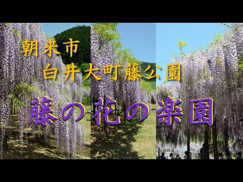 【Kansai Outing Spot】Fuyu's flower paradise blooming at Shirai Omachi Fuji Park in Asagi city