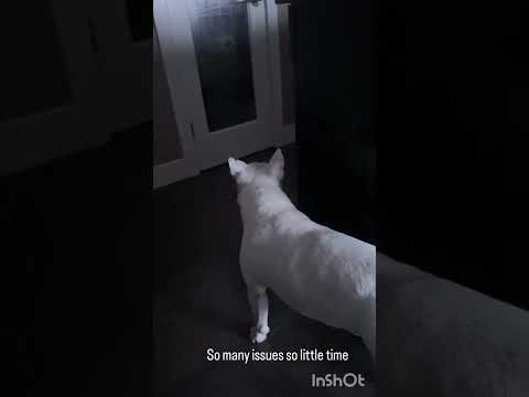 Dog waiting mom to invite him