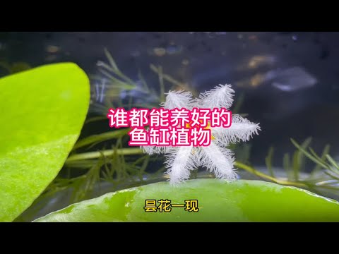 谁都能养出昙花一现的鱼缸植物