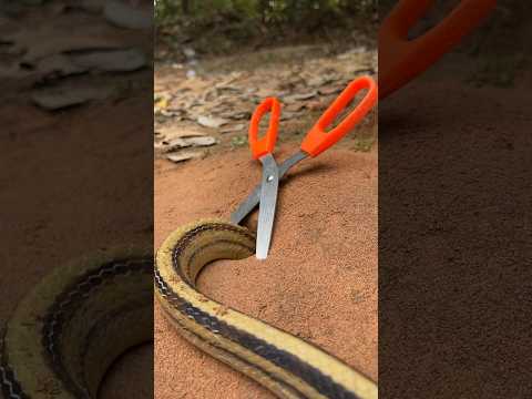 Simple Easy Snake Trap using Scissors & hole#buildsnaketrap