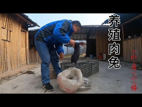 为了丰富以后的肉食生活，小伙又开始养殖肉兔了，就是价格有点贵【南方小杨】