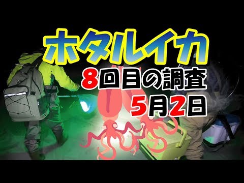 【ホタルイカ調査】５月２日、新月、中潮→大潮へ今シーズンの最終戦を迎える！