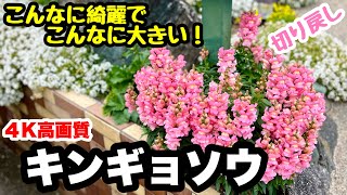 ◆秋に植えた【金魚草】巨大化計画！