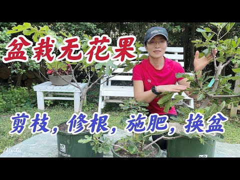 盆栽无花果春季修剪，修根，施肥，换盆。#盆栽无花果家庭有机种植栽培系列 （点击CC观看字幕）