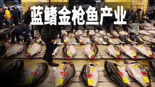 走進世界最大的藍鰭金槍魚工廠和拍賣市場，它最重能長到700公斤，價值數百萬美元