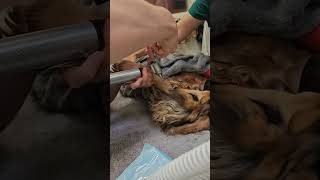 Vet removes grass seed for dog’s ear 😱 #vetadvice #doghealth #dogs #veterinarian #dogsoftiktok