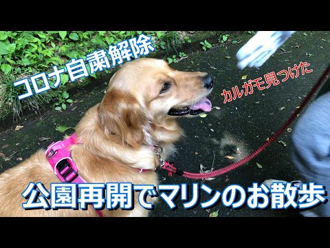 ６月３日コロナ自粛が解除され、やっと公園が再開しマリンちゃんのお散歩が出来ようになりました。久しぶりに行ったら、シカ？カルガモ？カエル？カブトムシの幼虫自然いっぱいの東京に感動です。