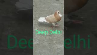 🇳🇪Delhi Pigeon😈 #shorts #pigeon #kabootarlovers #birdslover #short #kabootarbazi #kingspigeonbirds