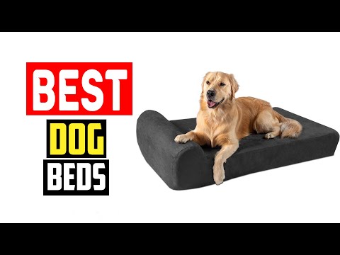 ✅Top 5 Best Dog Beds for Huskies To Get a Good Night’s Sleep in 2024