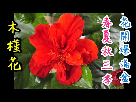 【天天小花農】木槿花，想春夏秋三季開花不斷花爆滿盆，就要這樣處理