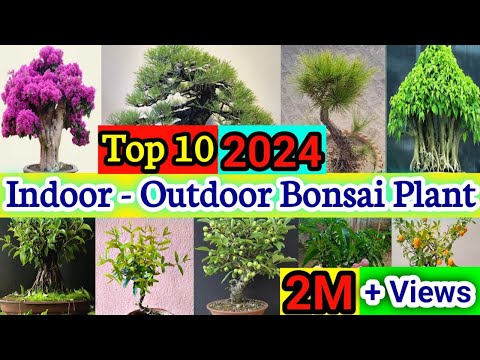 10 best plants for bonsai in India | bonsai trees for beginners | Indian bonsai plant identification