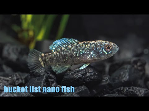 The Coolest Nano Fish For Your Bucket List!