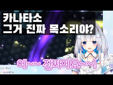 진짜 목소리 카나타소ㅋㅋ 【 아마네 카나타 / 홀로라이브 】