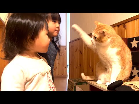 【生後10ヶ月&2.3歳児】初めて猫と戯れる娘たち！猫パンチ炸裂でビビりまくりw