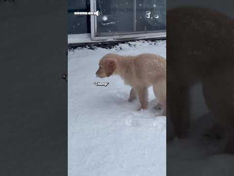 Adorable Golden Retriever Puppy Plays With Snowflakes! 🤣❄️