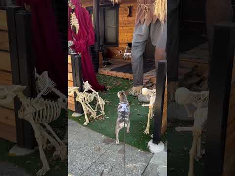 Kalash vs skeletons 😂 French Bulldog #halloween #frenchie #scary #dog